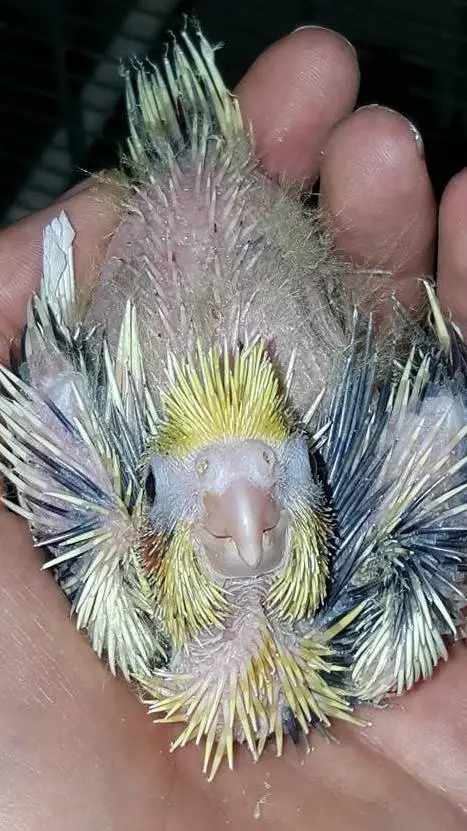 ai character: baby Bird background