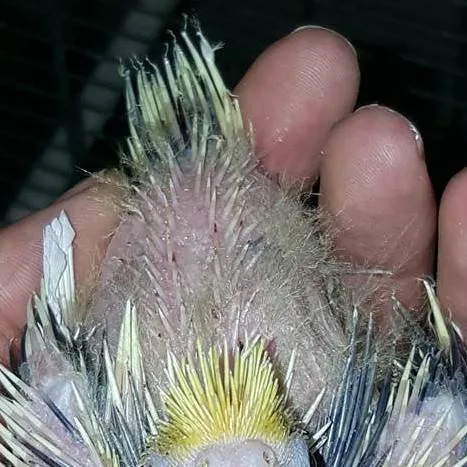 chat with ai character: baby Bird