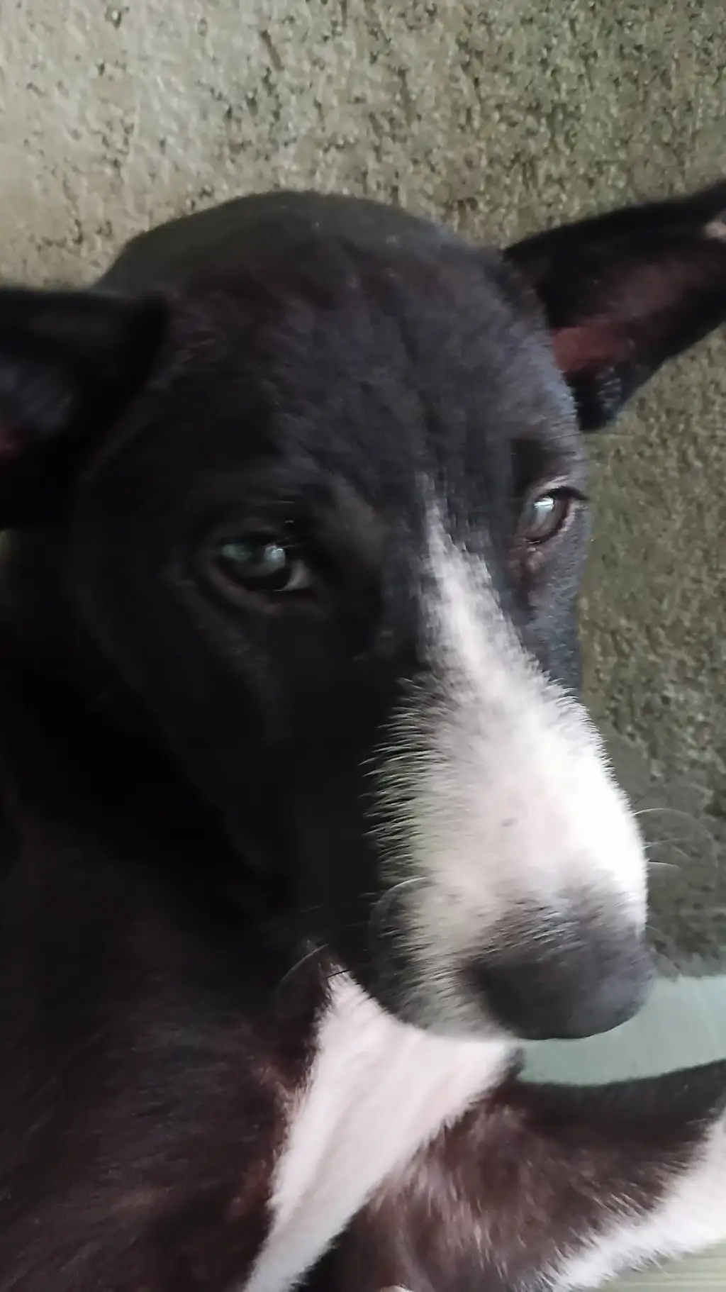 ai character: blacky background