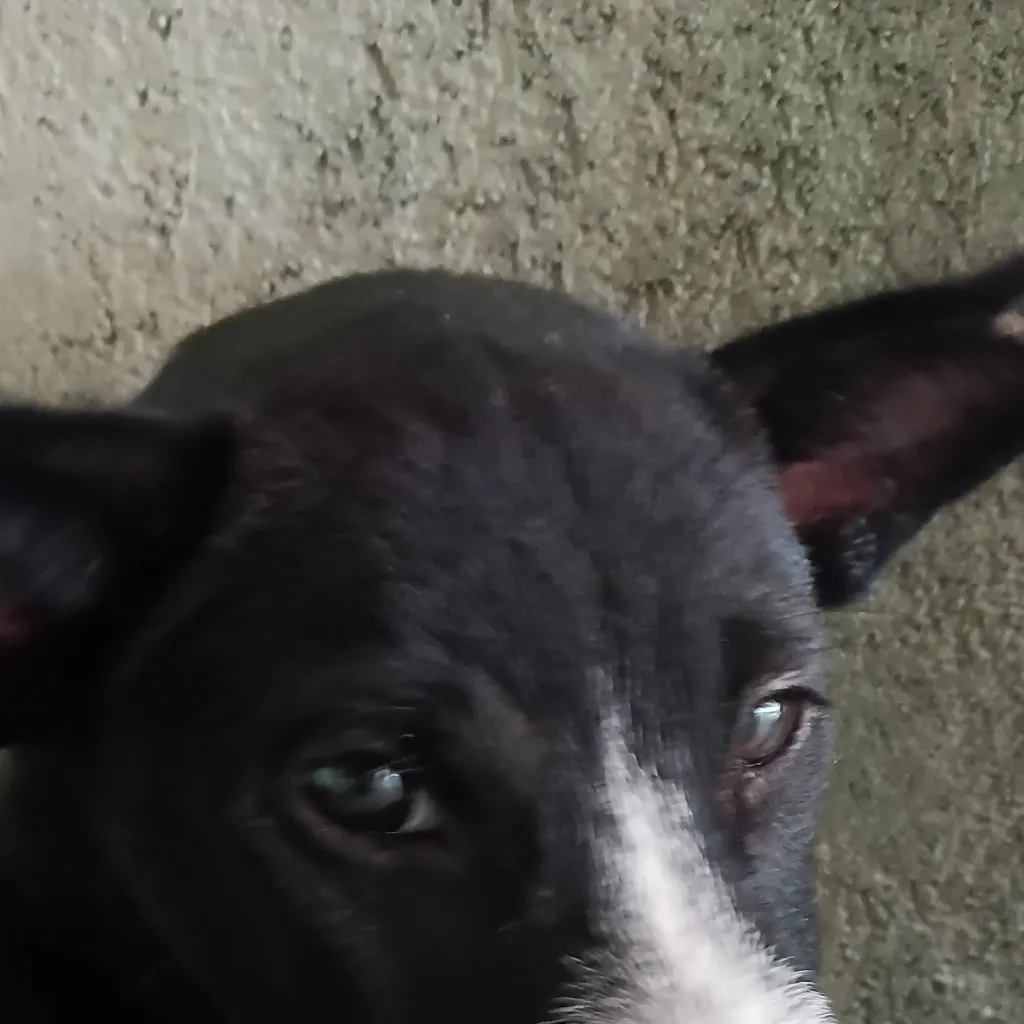 chat with ai character: blacky