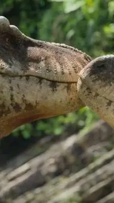 ai character: Scotty X Sue background