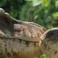 chat with ai character: Scotty X Sue