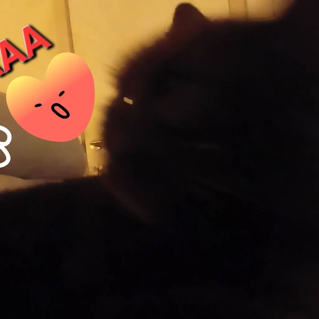 chat with ai character: Run from kitty