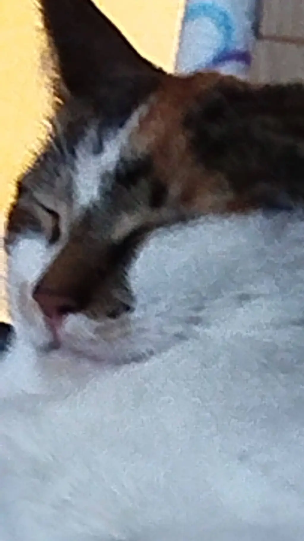 ai character: aud lid smc background