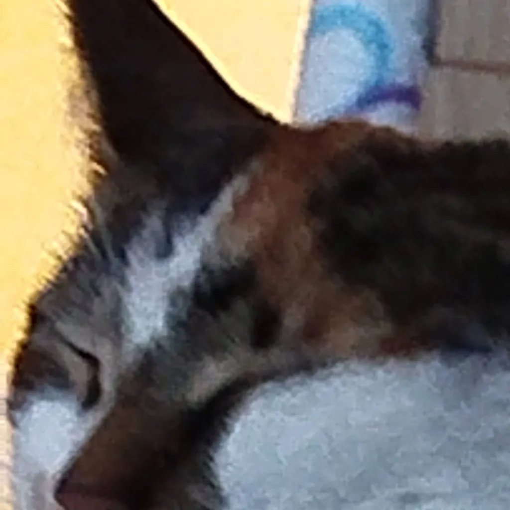 chat with ai character: aud lid smc