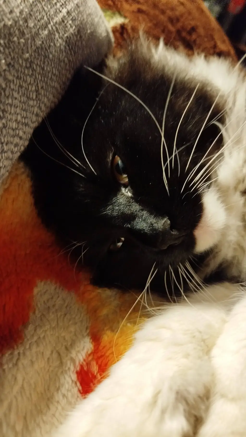 ai character: Roblox rivals  background