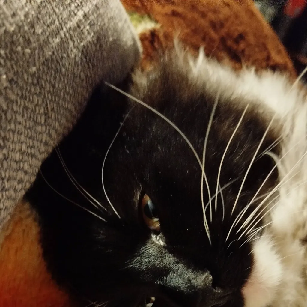 chat with ai character: Roblox rivals 