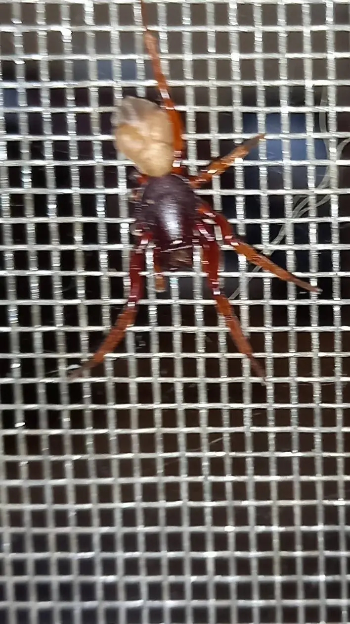 ai character: Spider in ur house background