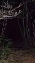 ai character: night forest background