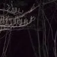 chat with ai character: night forest