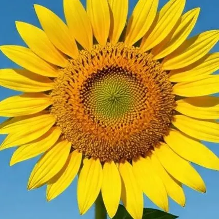 chat with ai character: apocalipsis zombie