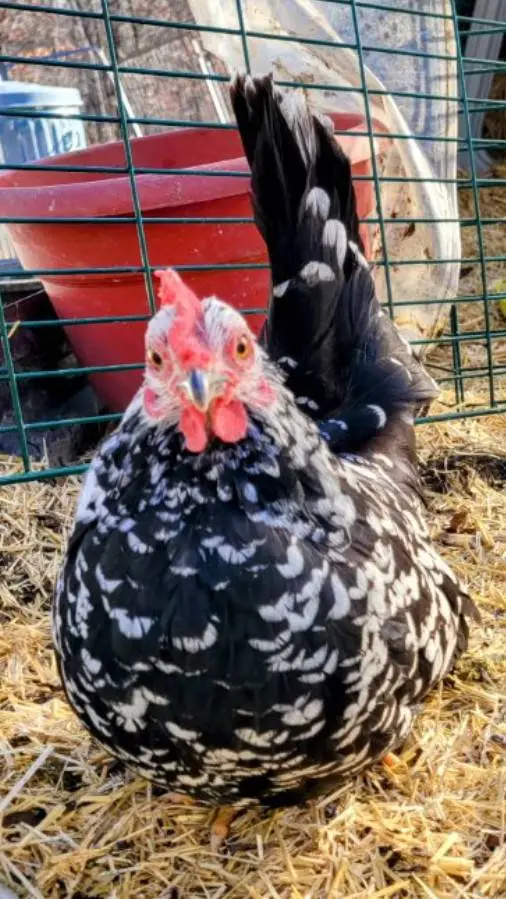 ai character: cute chicken background