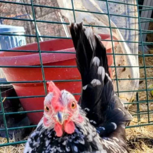 chat with ai character: cute chicken