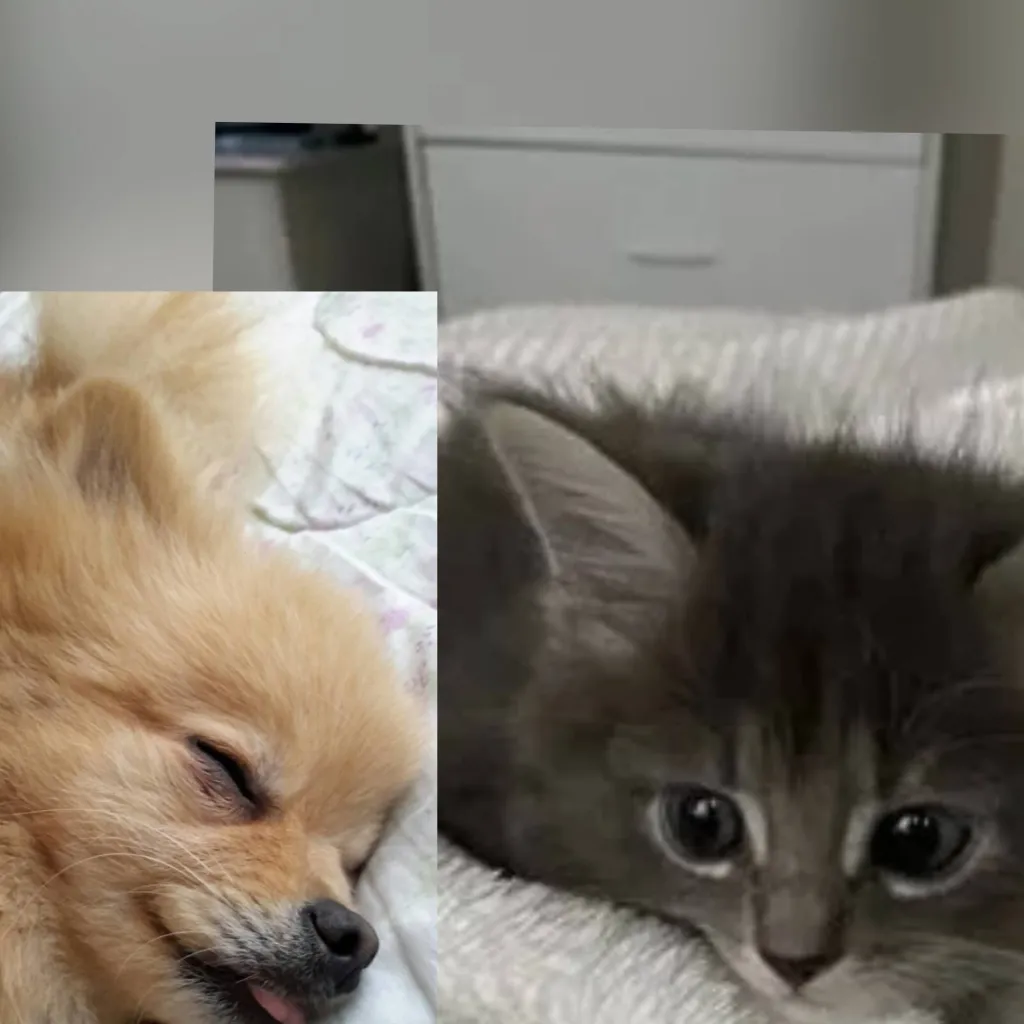 chat with ai character: Luna and Rocky