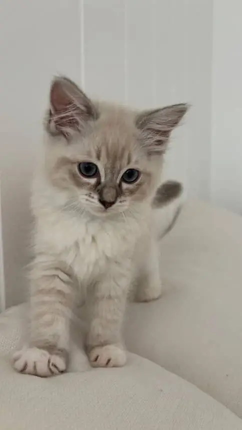 ai character: Kitty background