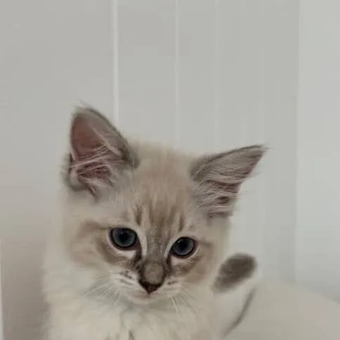 chat with ai character: Kitty