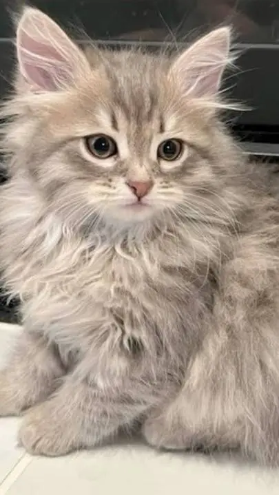 ai character: Ragdoll kitten  background