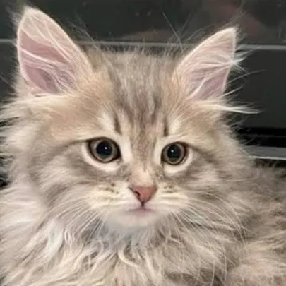chat with ai character: Ragdoll kitten 