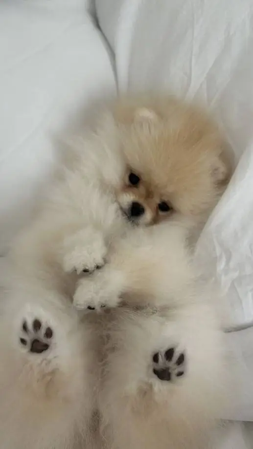 ai character: Pomeranian puppy background
