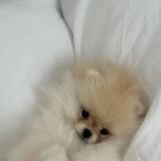 chat with ai character: Pomeranian puppy