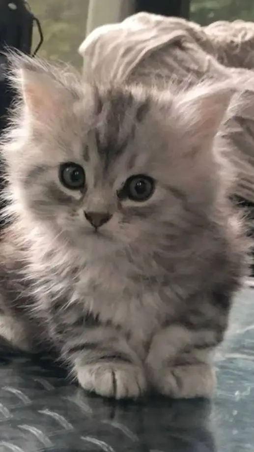 ai character: Luna kitten  background