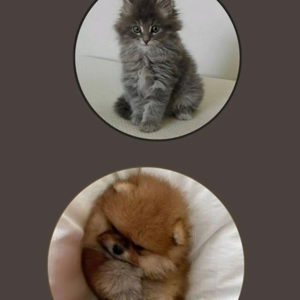 chat with ai character: Luna and Cinnamon 