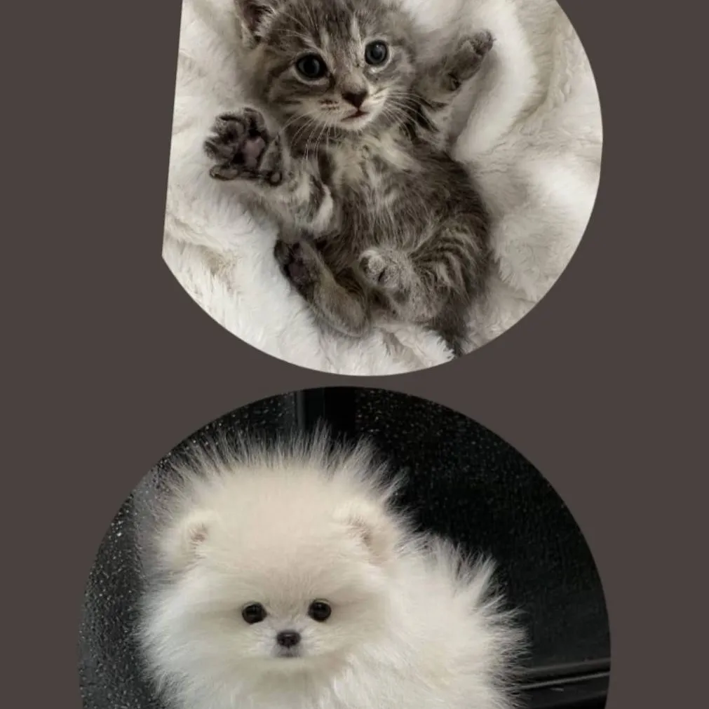 chat with ai character: Luna and Cinnamon 