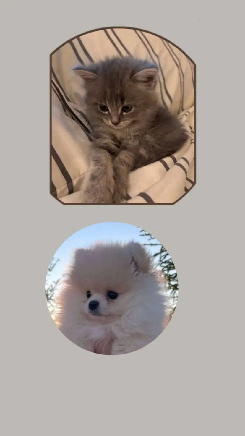 ai character: Pets background