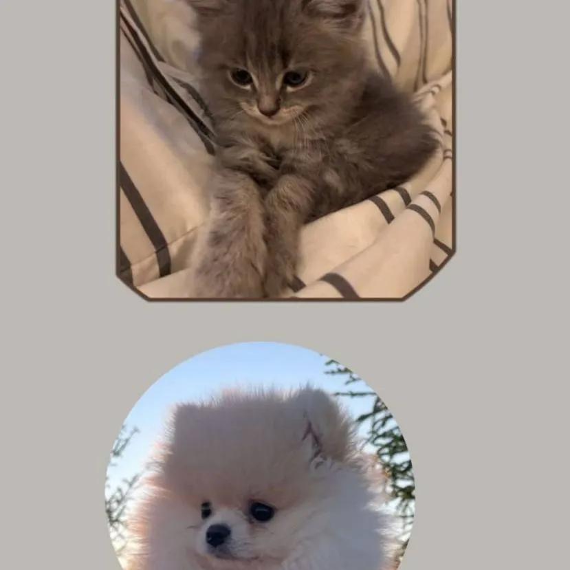 chat with ai character: Pets