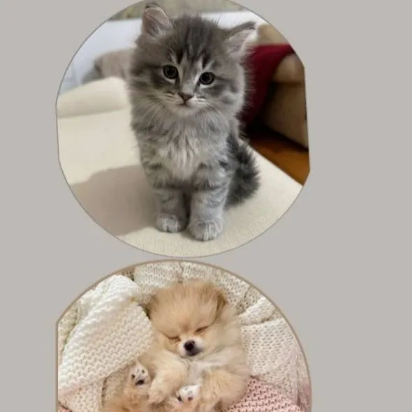 chat with ai character: pets