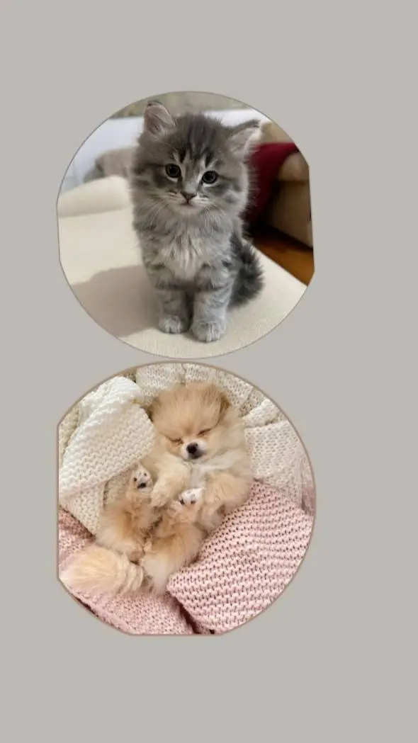 ai character: Pets  background