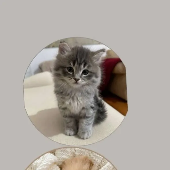 chat with ai character: Pets 