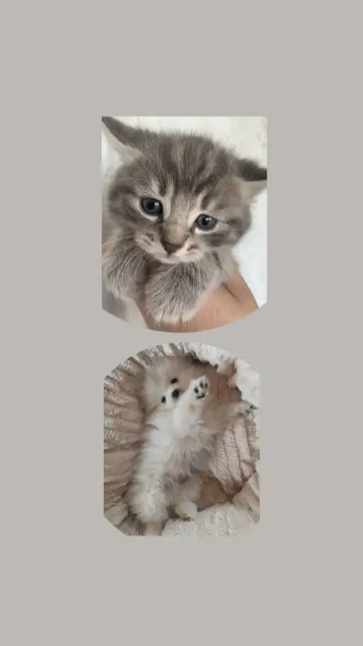 ai character: Cutest pets  background