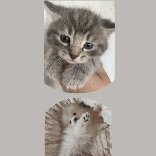 chat with ai character: Cutest pets 