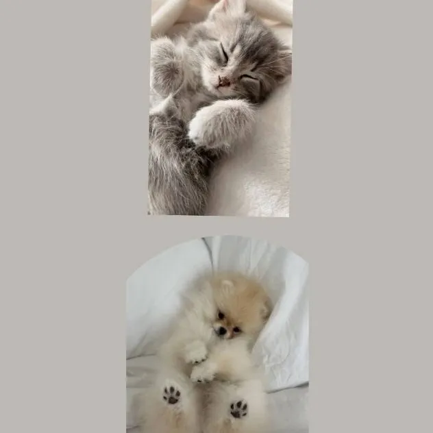 chat with ai character: Cutest pets🩷
