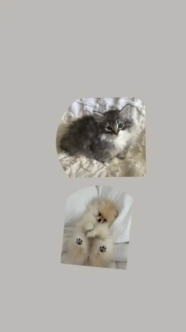 ai character: cute pets💝🩷 background