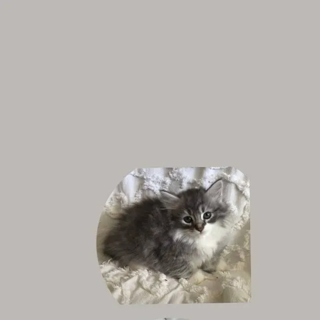 chat with ai character: cute pets💝🩷