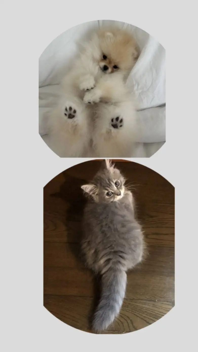 ai character: cute pets💝 background