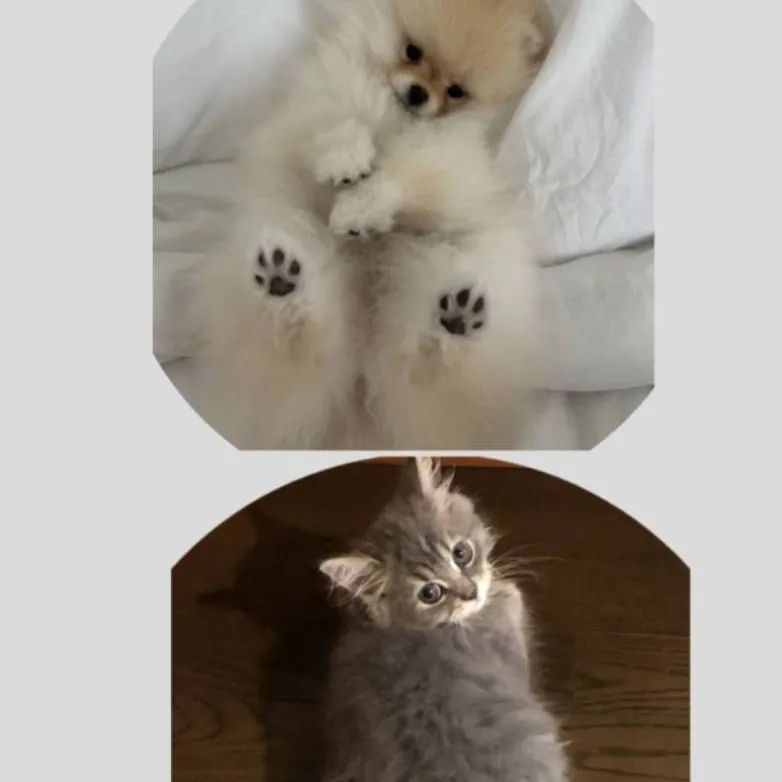 chat with ai character: cute pets💝