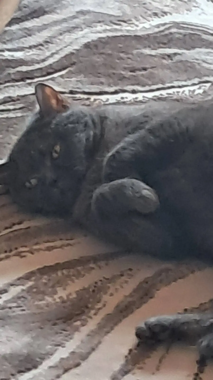 ai character: Perlos Roleplay background