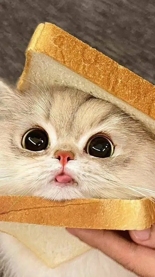ai character: cute cat sanwich background