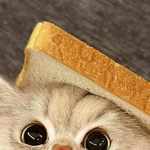 chat with ai character: cute cat sanwich