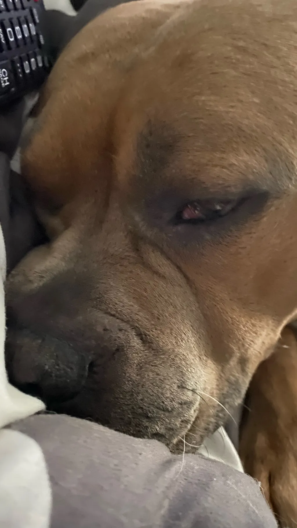 ai character: Kiwi background