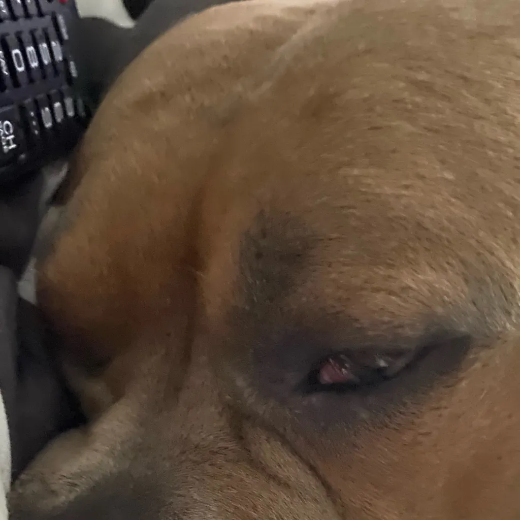 chat with ai character: Kiwi