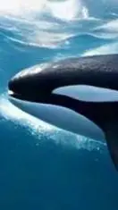 ai character: RianProNoob background