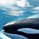 chat with ai character: RianProNoob