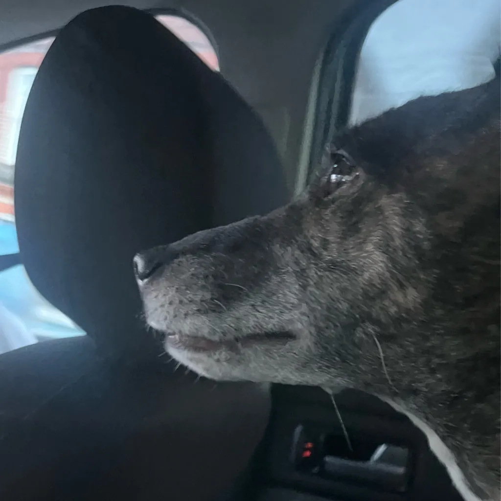 chat with ai character: Obx