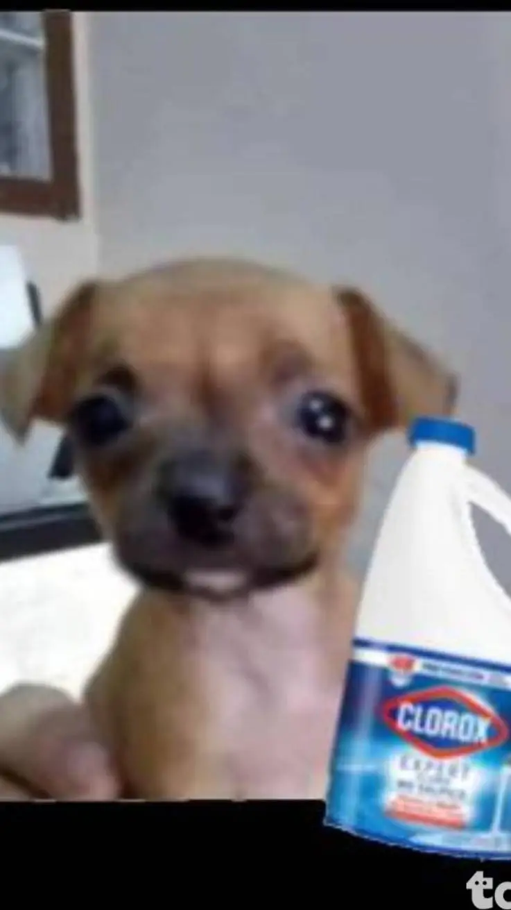 ai character: tu Perro background