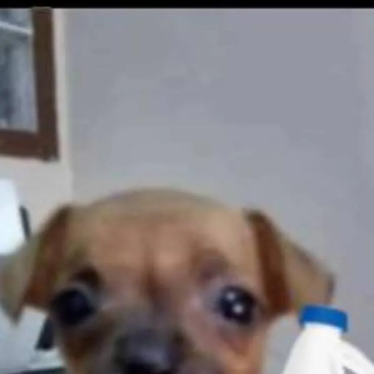 chat with ai character: tu Perro