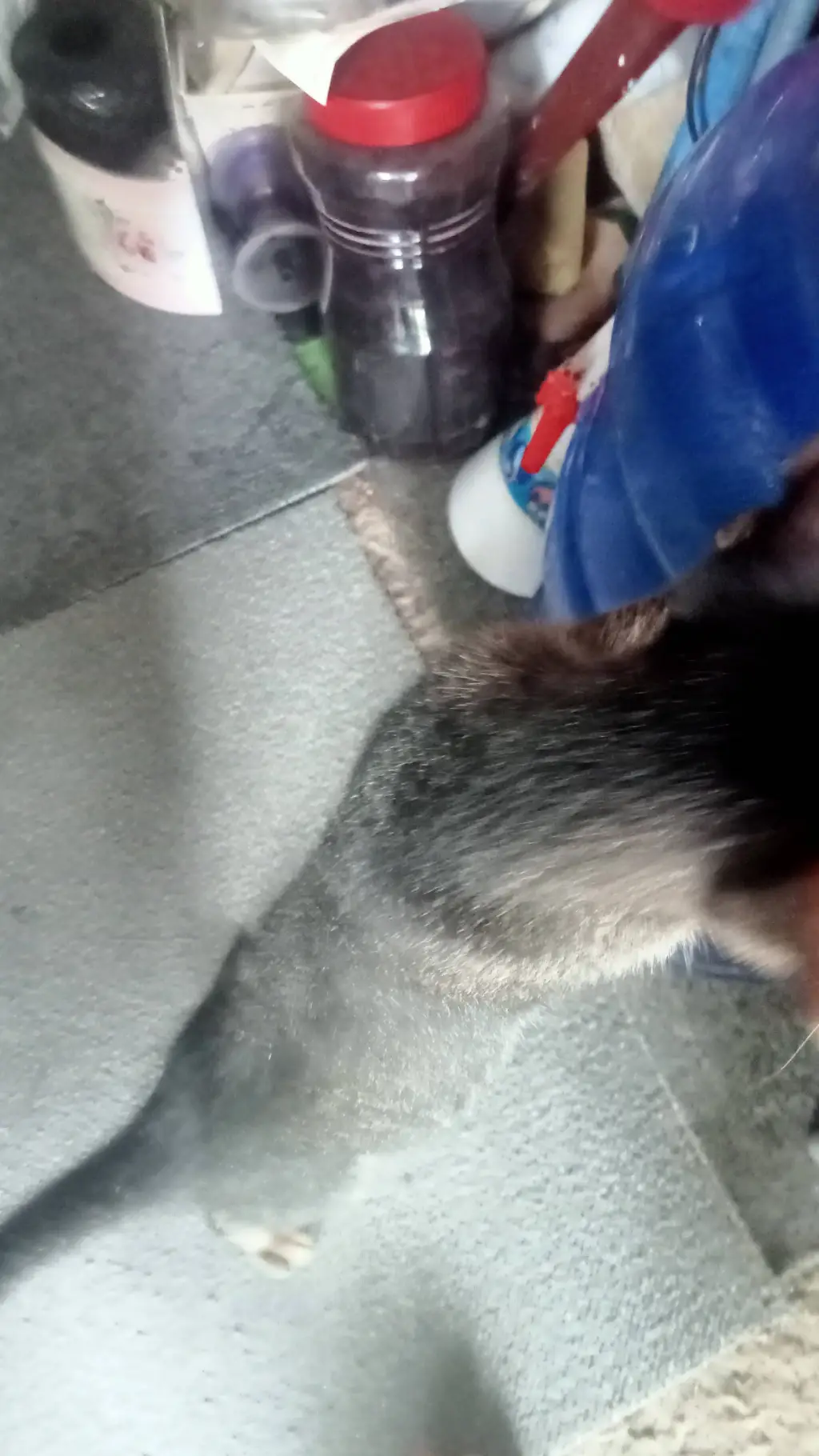 ai character: you like my cat?:) background